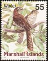 Long-tailed Cuckoo (Urodynamis taitensis)